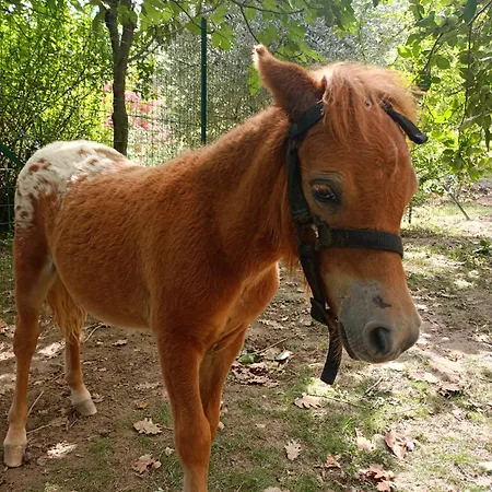 Oda ve Kahvaltı Strada Dei Monti Sibillini 4*