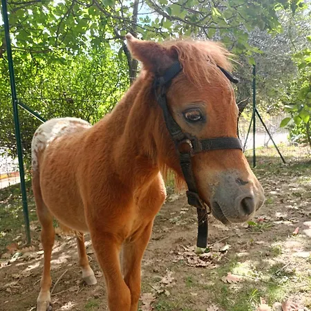 Strada Dei Monti Sibillini Bed & Breakfast Montefortino